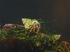 Acadian Hermit Crab on Knotted Wrack Algae